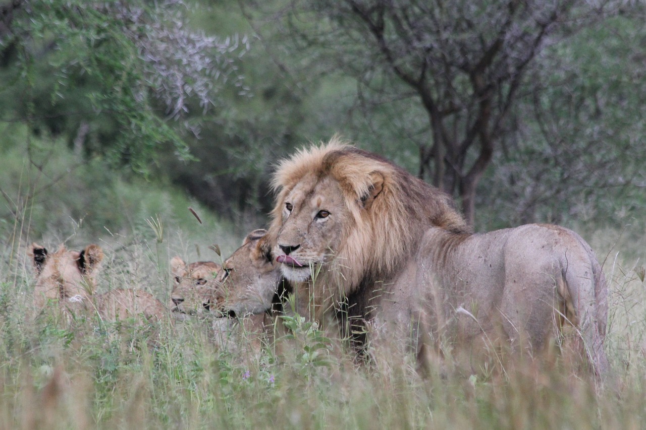 lion africa tanzania free photo