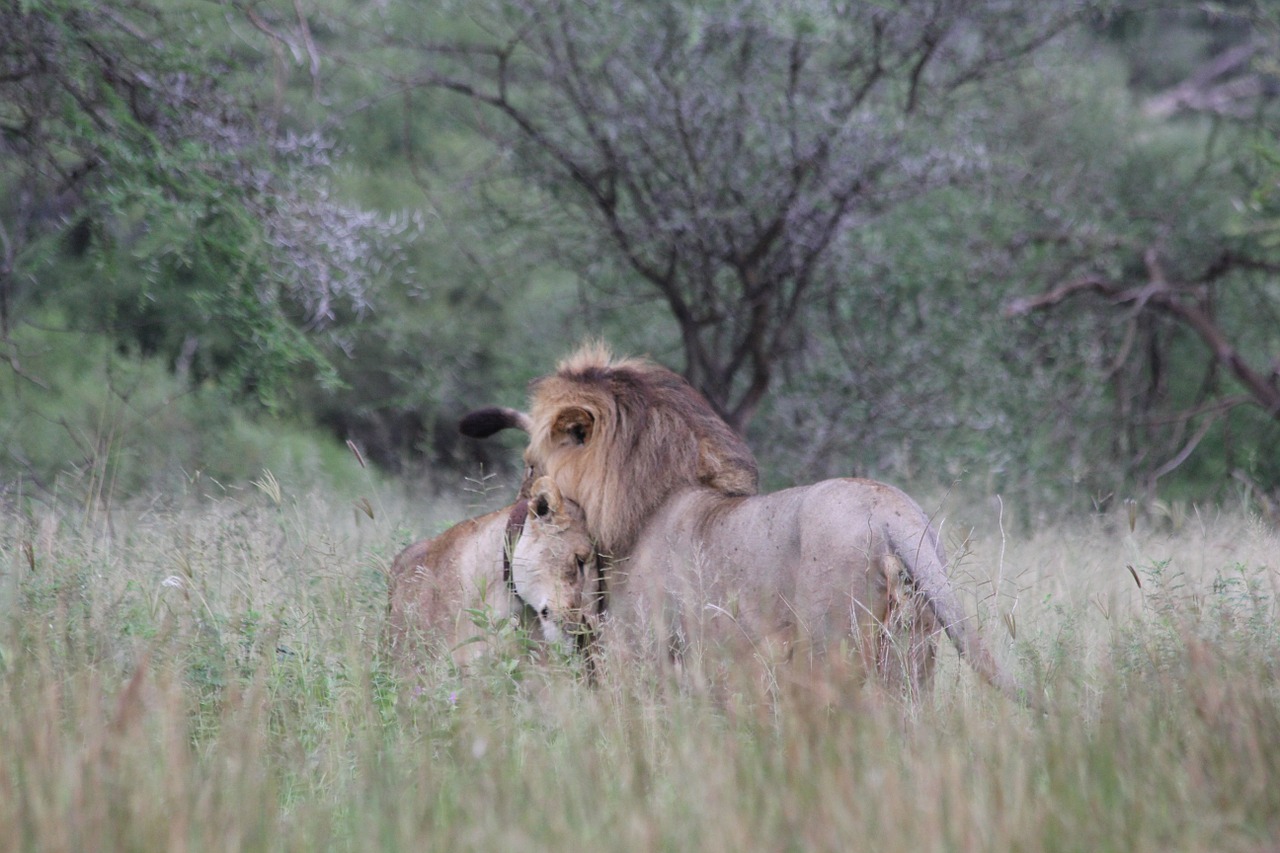 lion lioness couple free photo