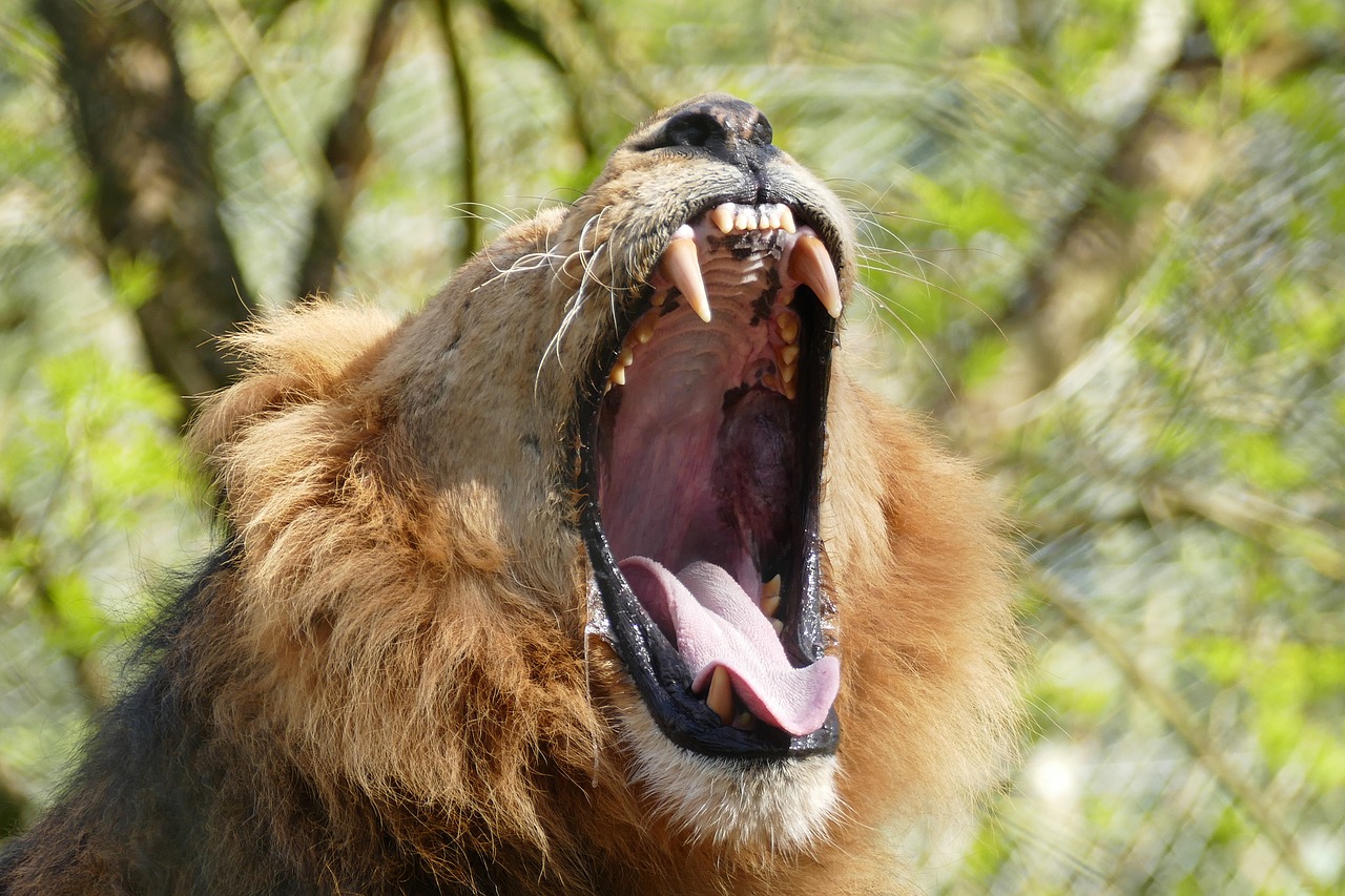 lion teeth wild free photo