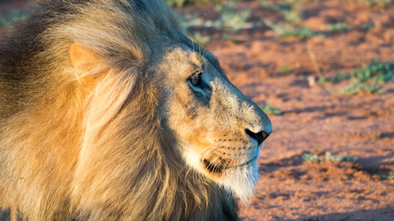 lion mahne sunset free photo