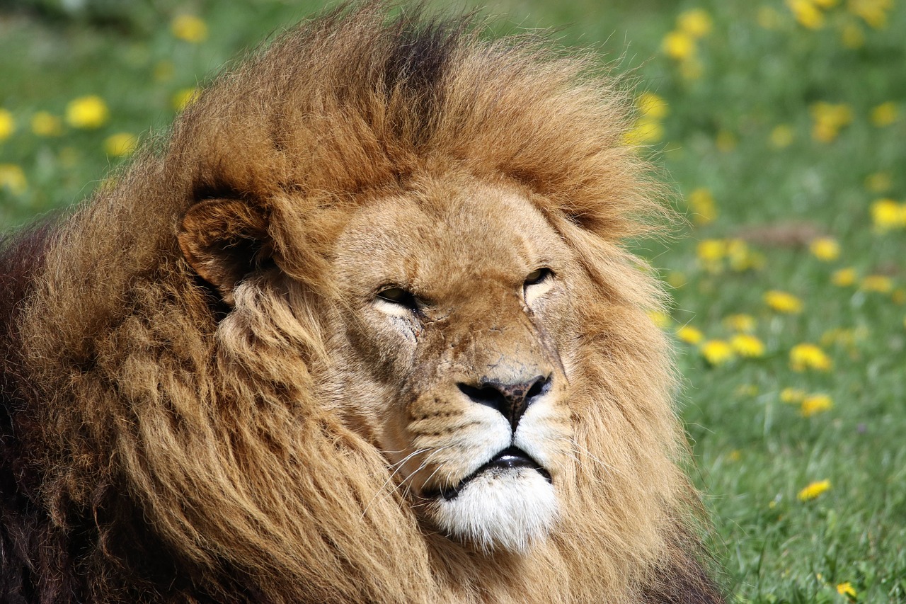 lion mane animal free photo