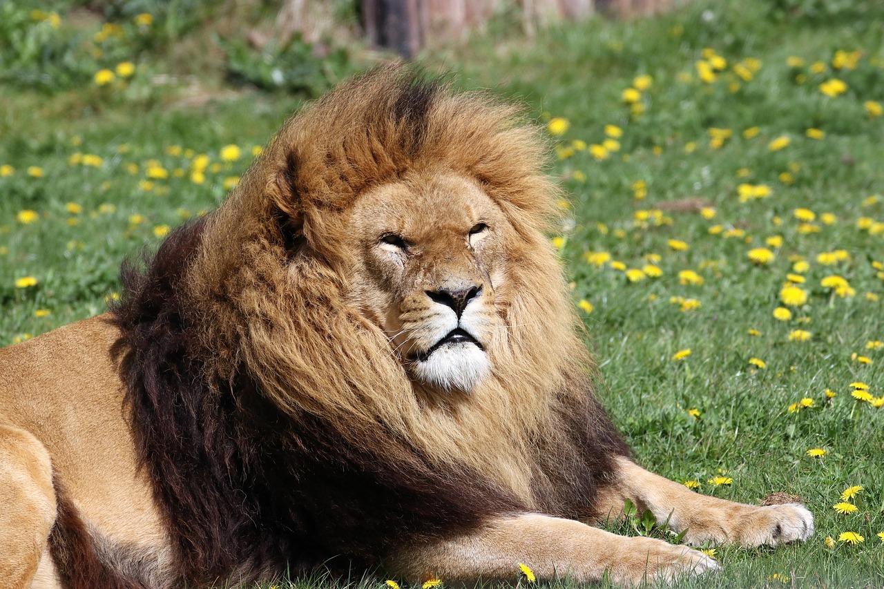 lion mane animal free photo