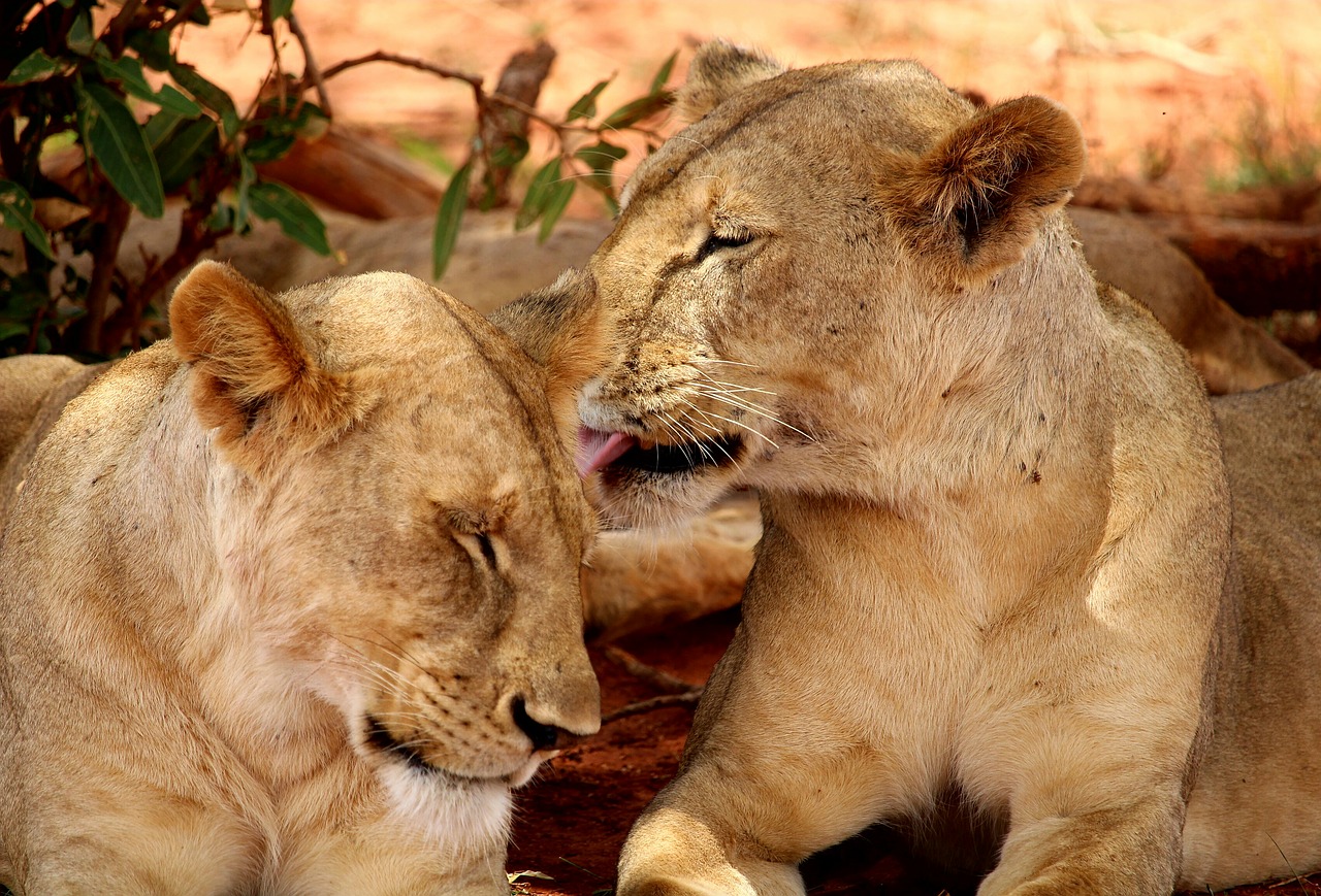 lion africa safari free photo