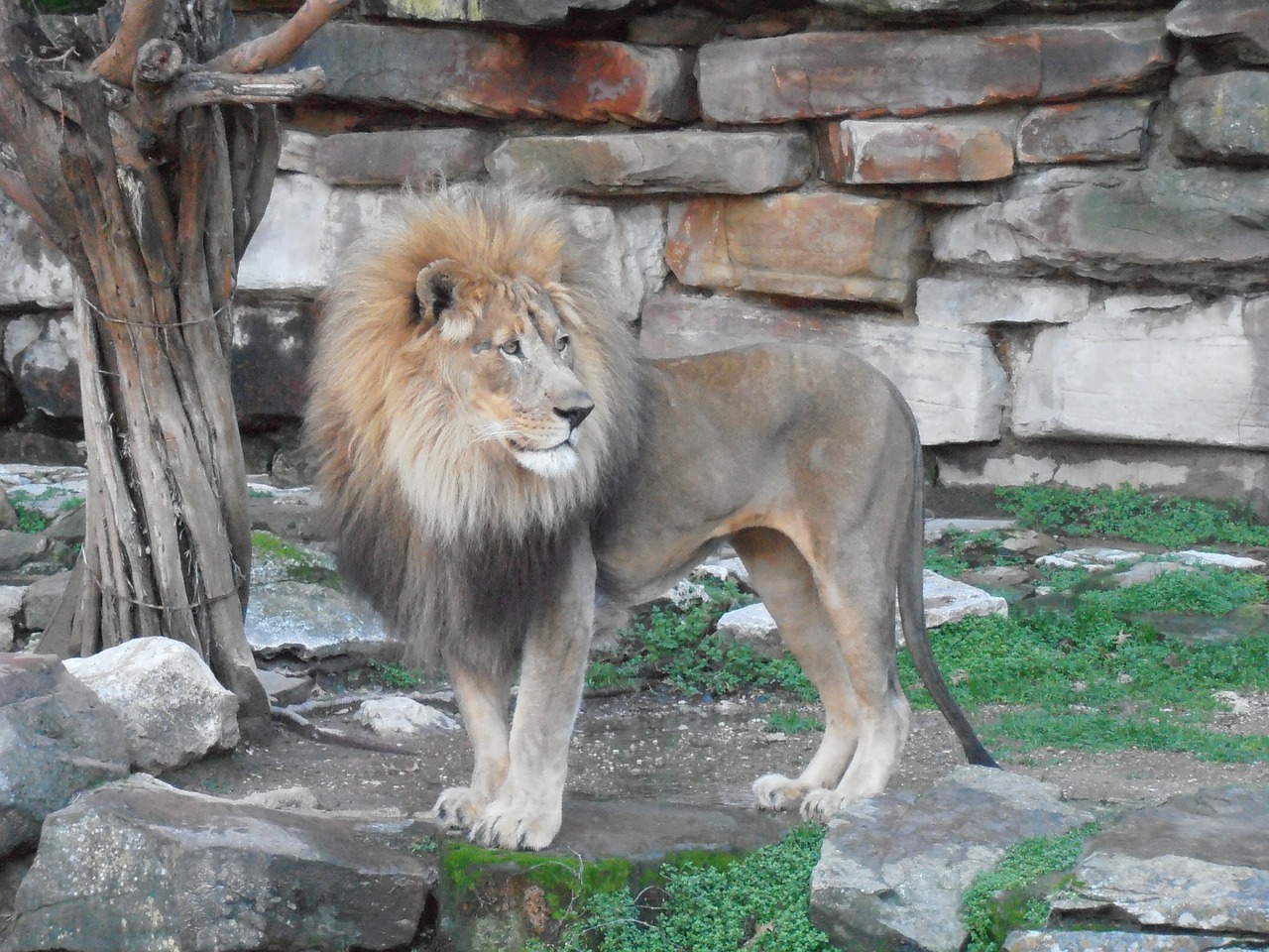 lion carnivore big cat free photo