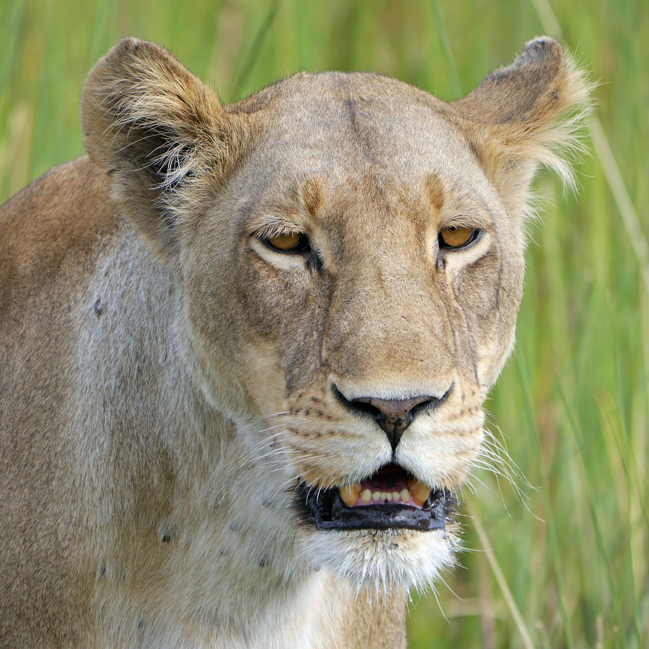 lion safari lioness free photo