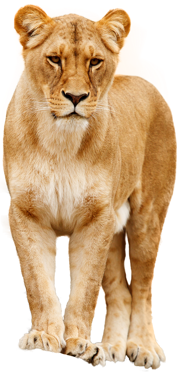 lion cat predator free photo