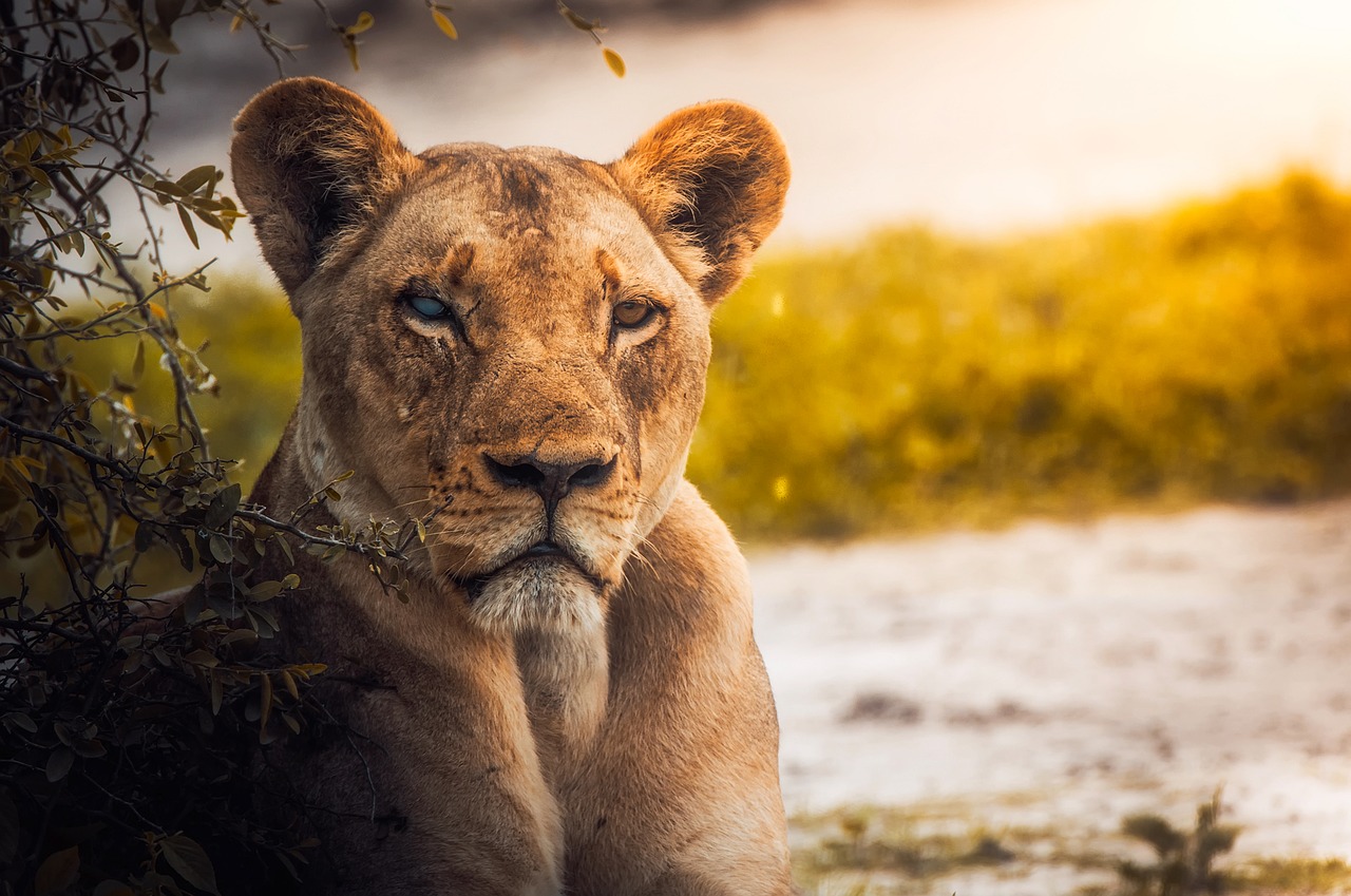 lion lioness female free photo