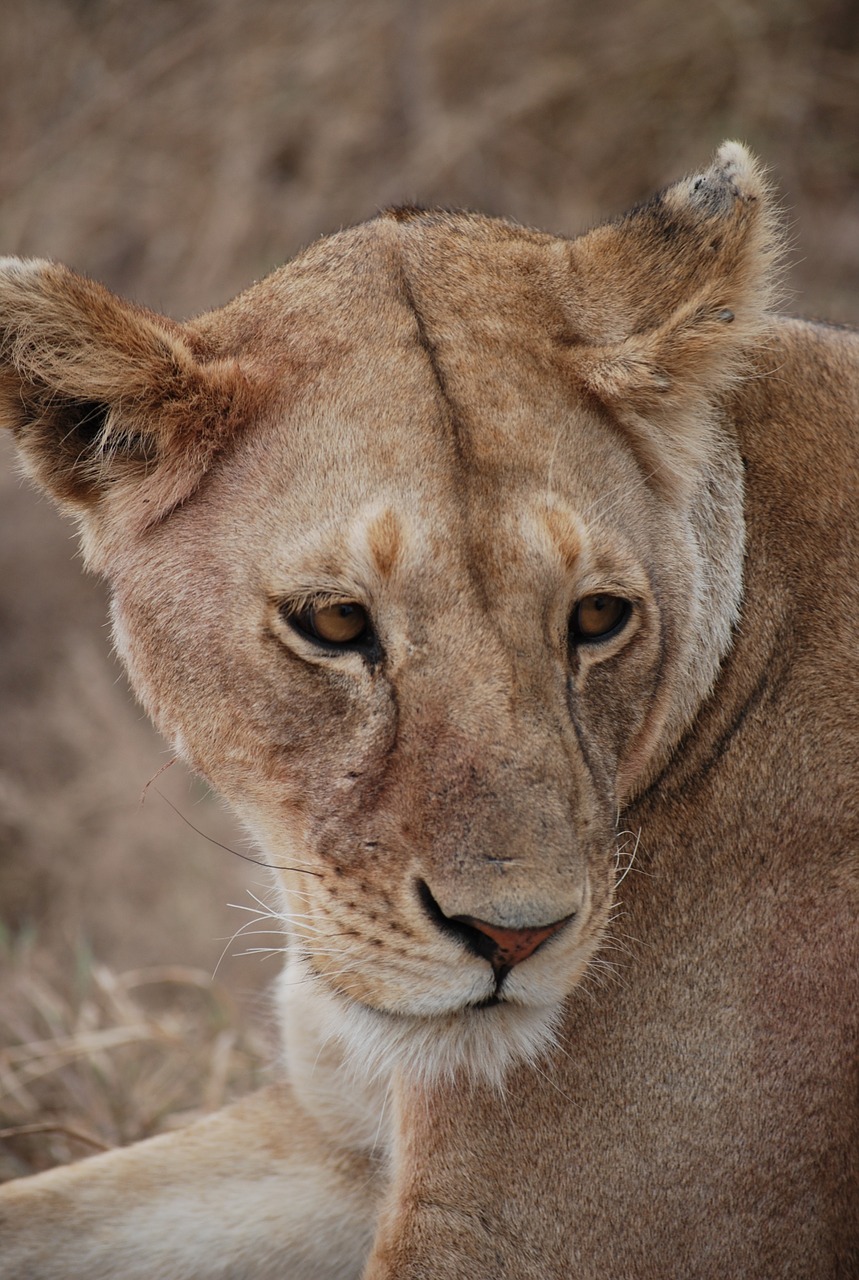 lion predator africa free photo