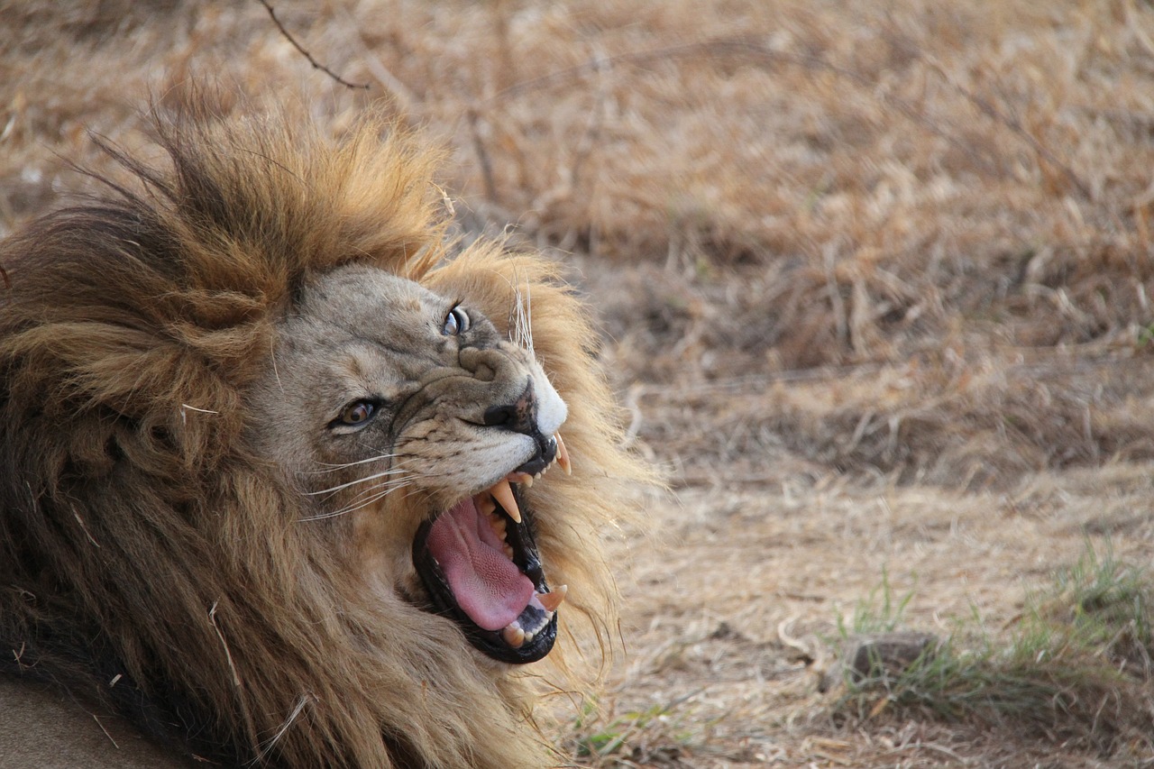 lion south africa animal free photo