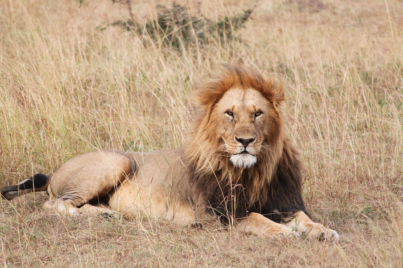 lion safari africa free photo