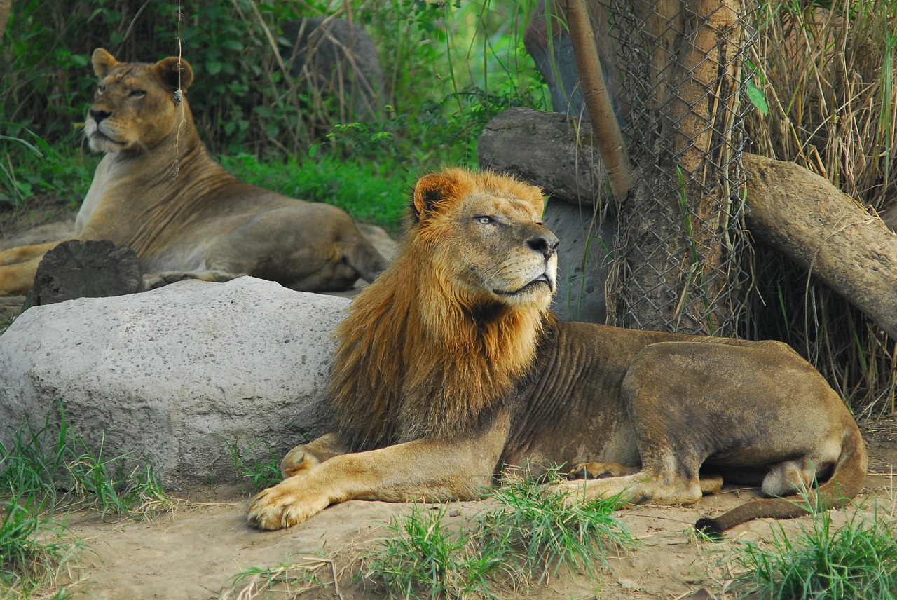 lion ryan animal king free photo
