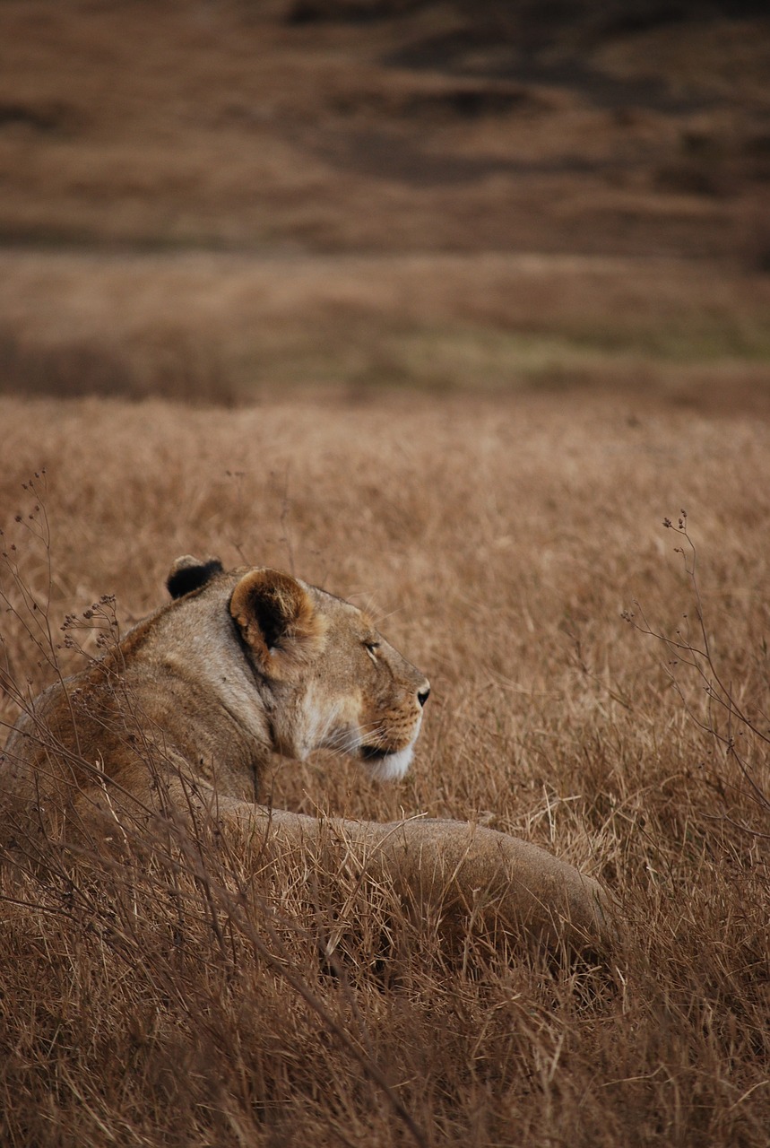 lion safari camouflage free photo