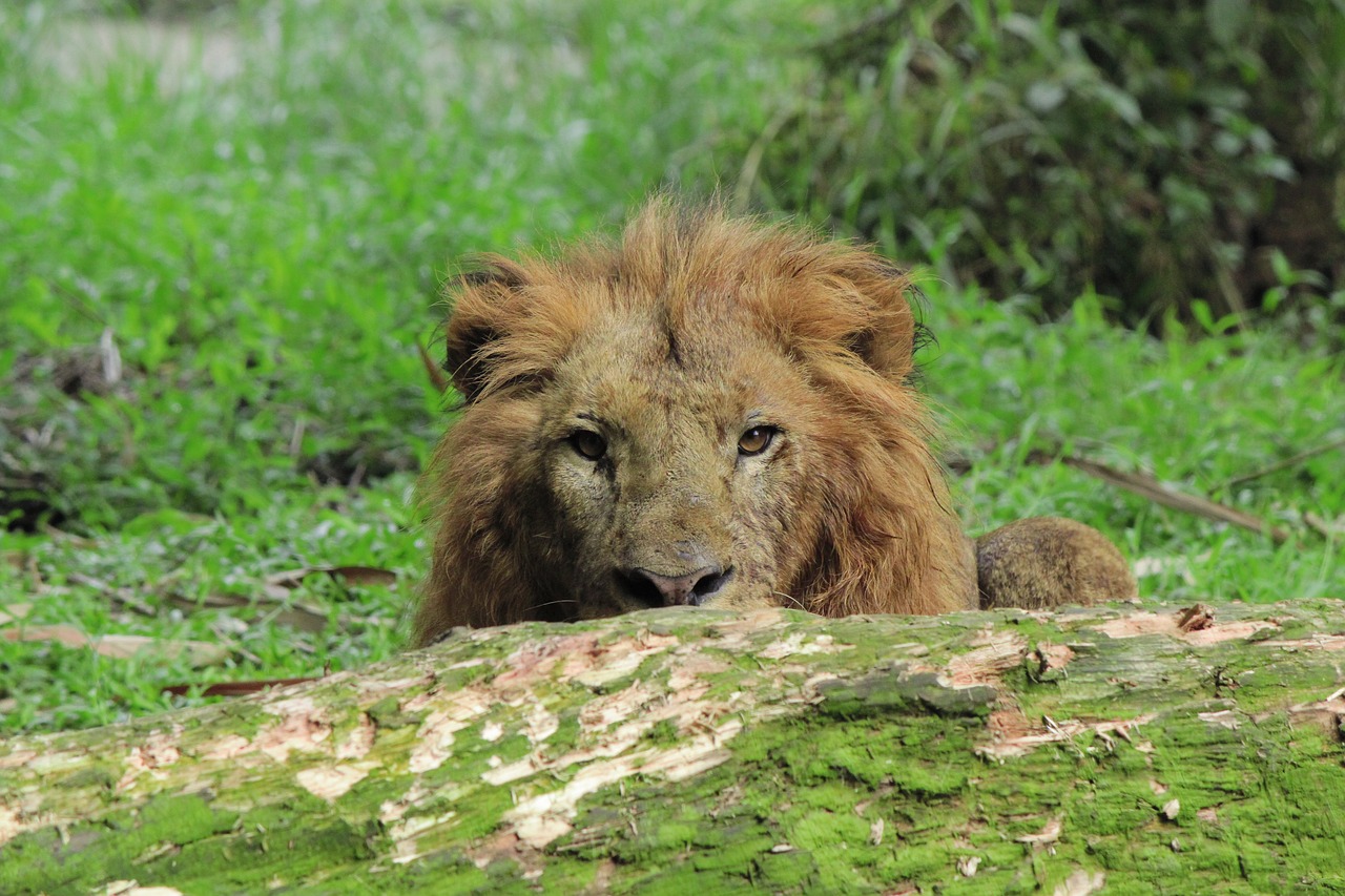 lion animal wild free photo