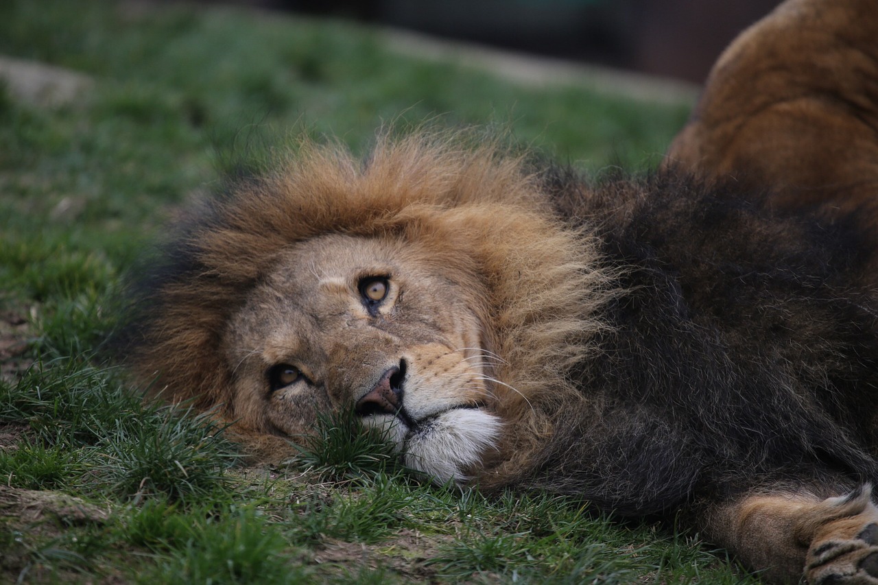 lion zoo head free photo