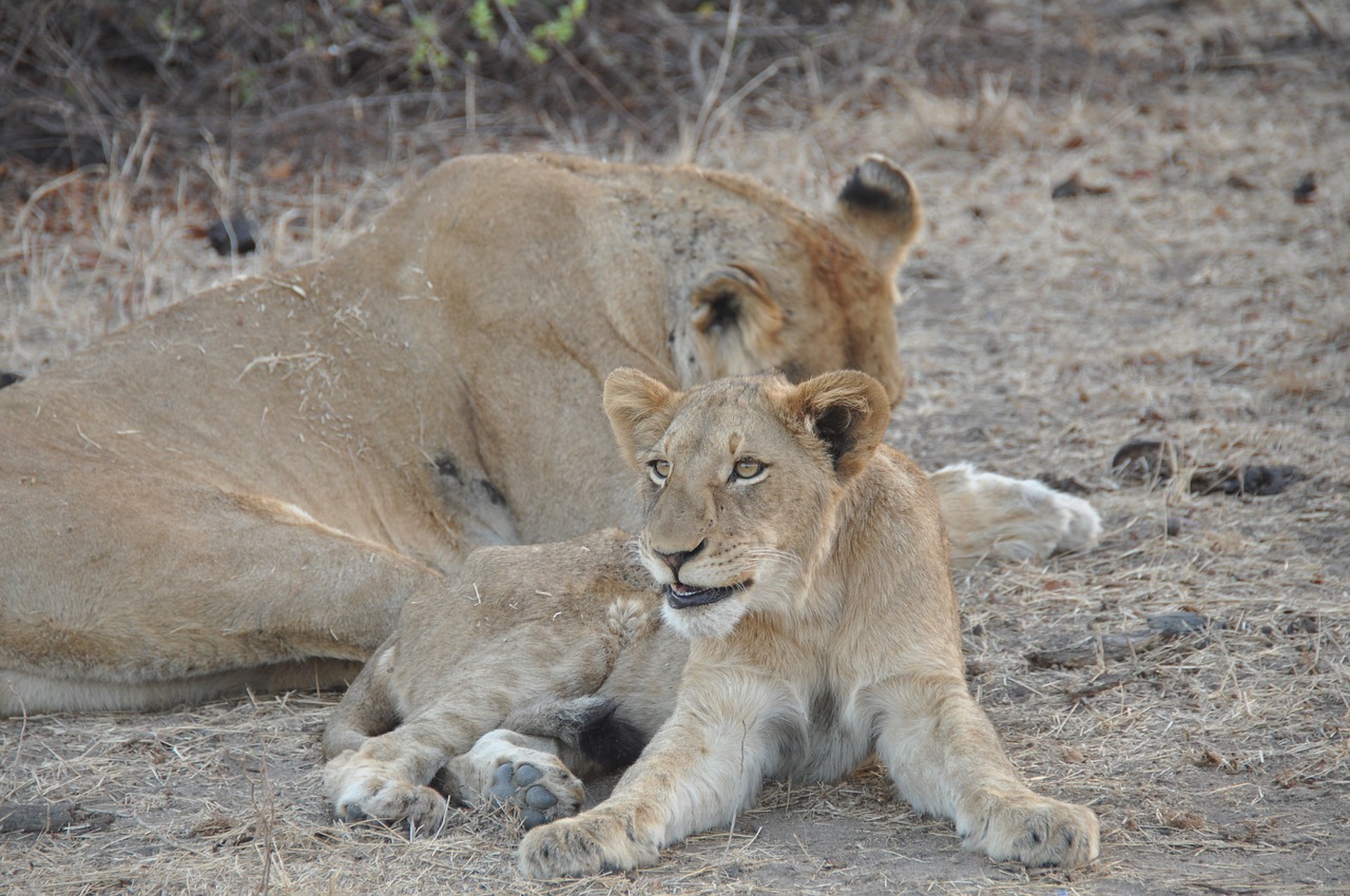 lion cub wildlife free photo