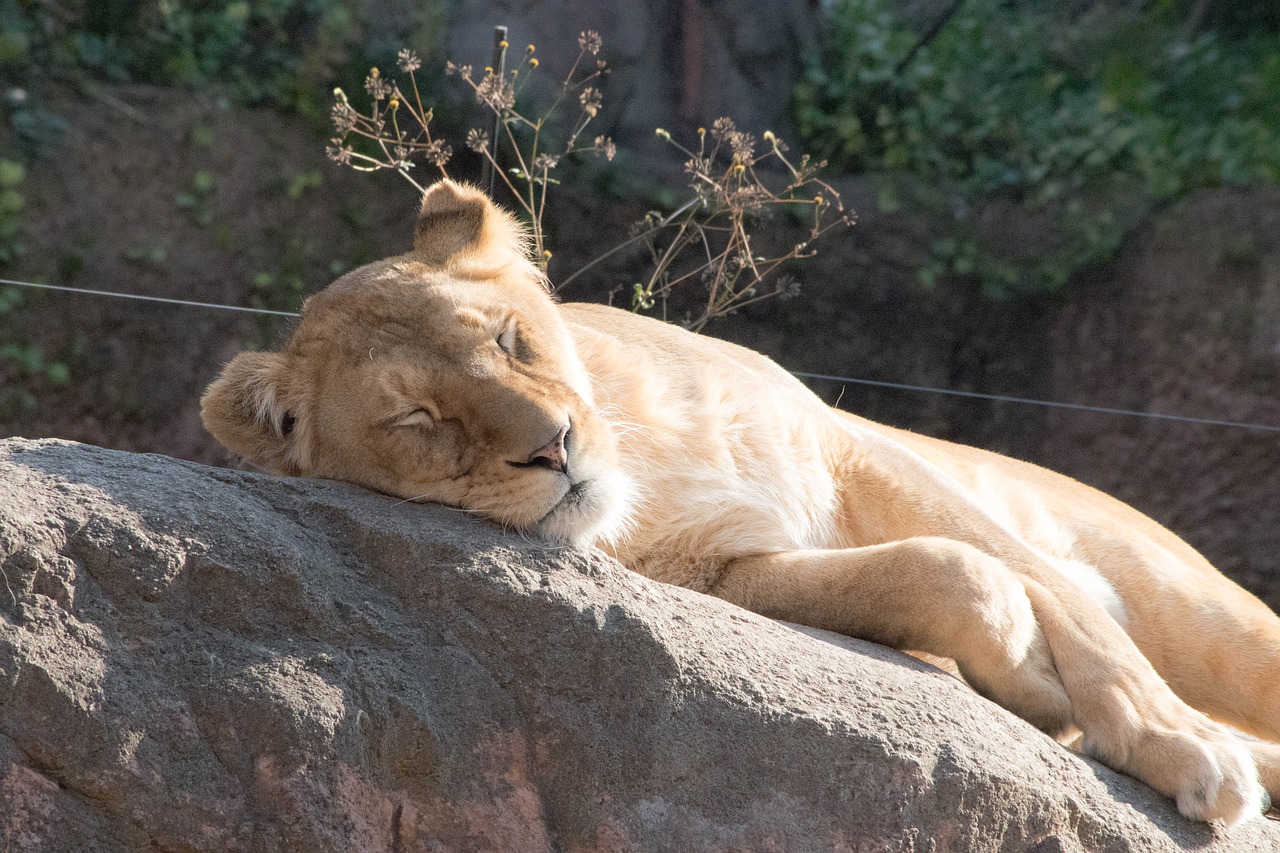 lion animal zoo free photo