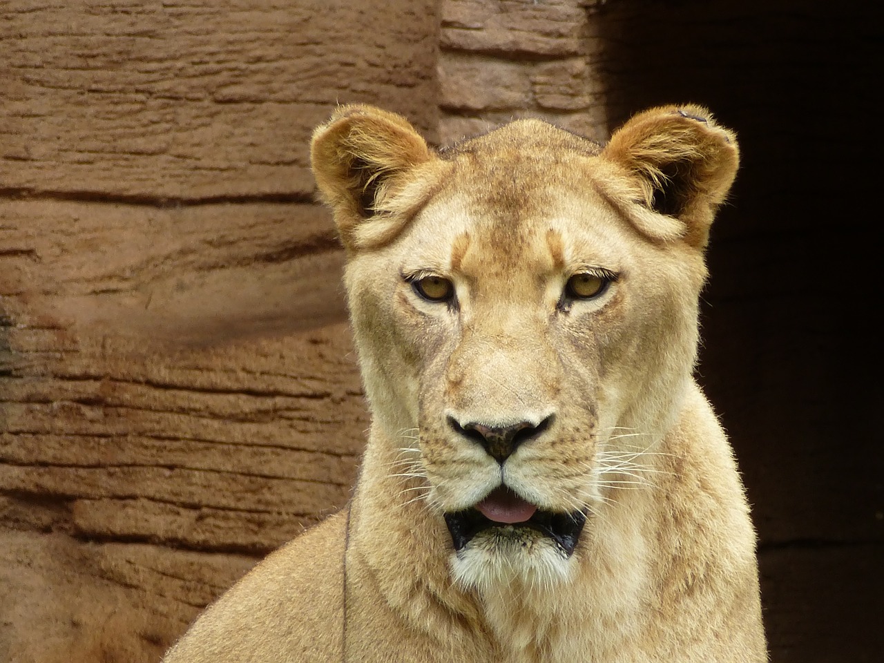 lion zoo predator free photo