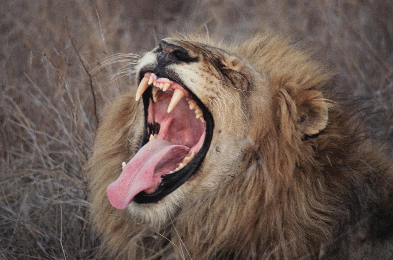 lion yawn south africa free photo