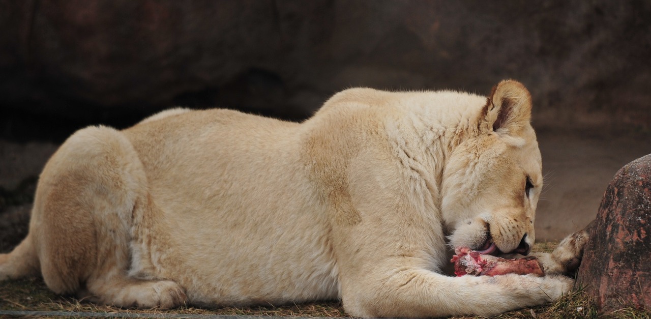 lion white zoo free photo