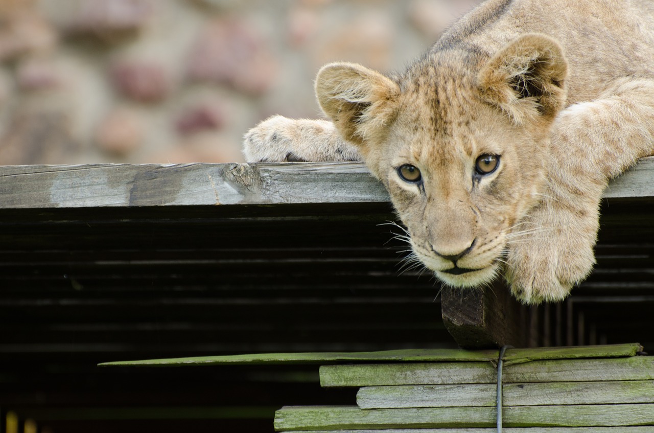 lion lion cub animal free photo