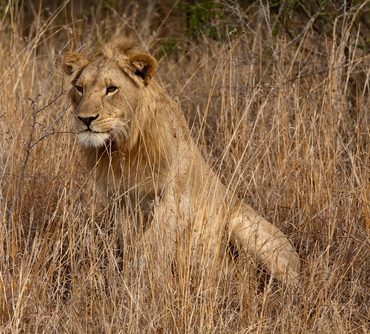 lion south africa savannah free photo