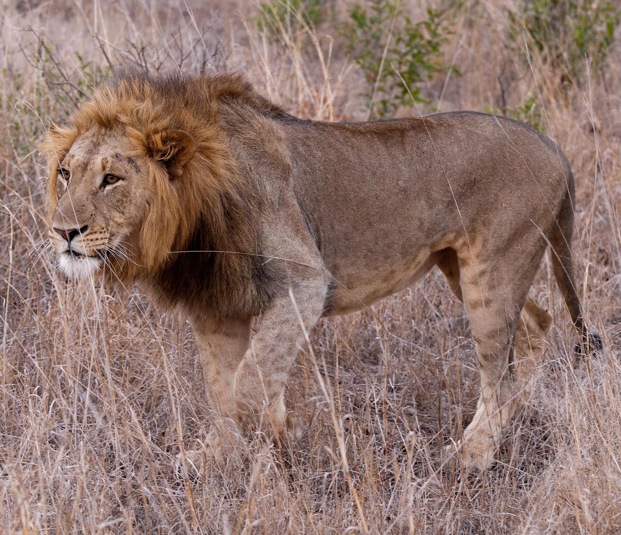 lion south africa savannah free photo