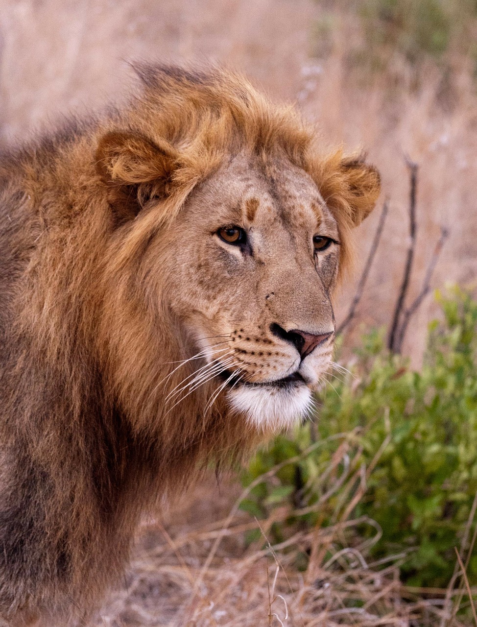 lion south africa savannah free photo