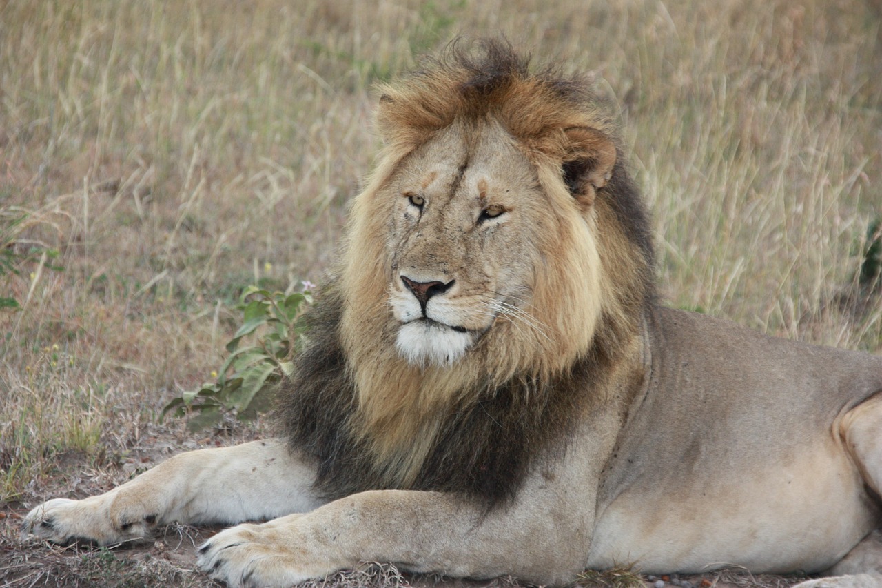 lion animal kenya free photo