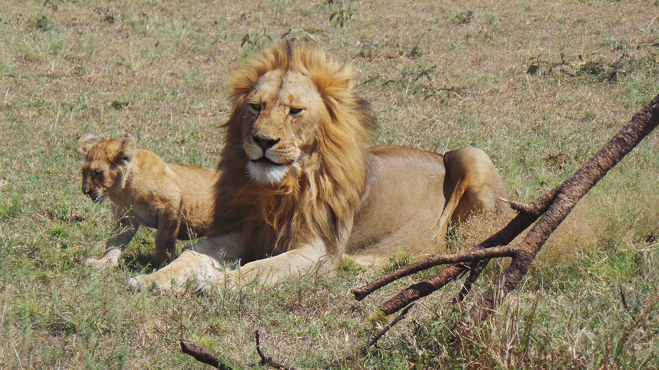 lion africa savannah free photo