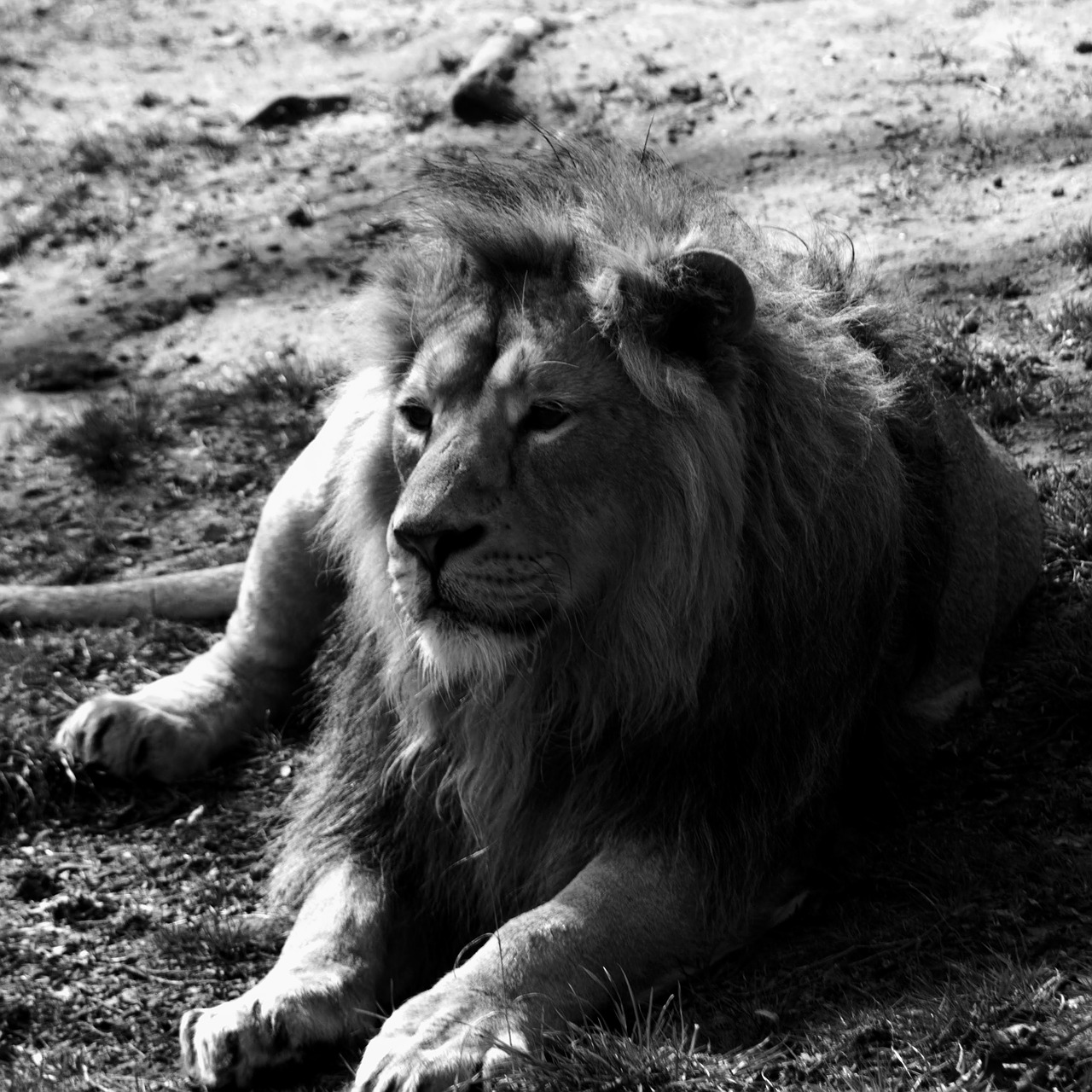 lion wildlife photography free photo