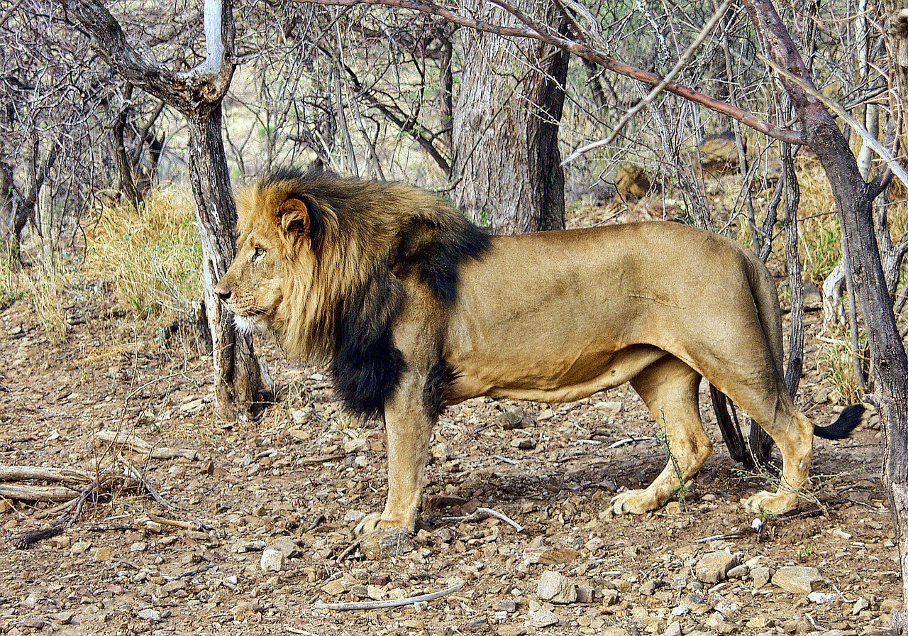 lion male namibia free photo