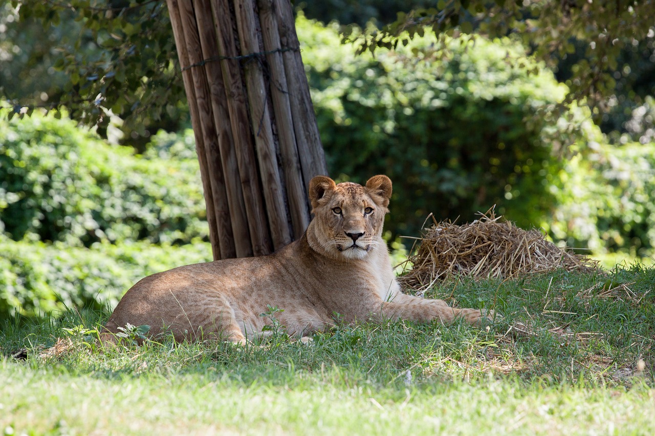 lion animal nature park free photo