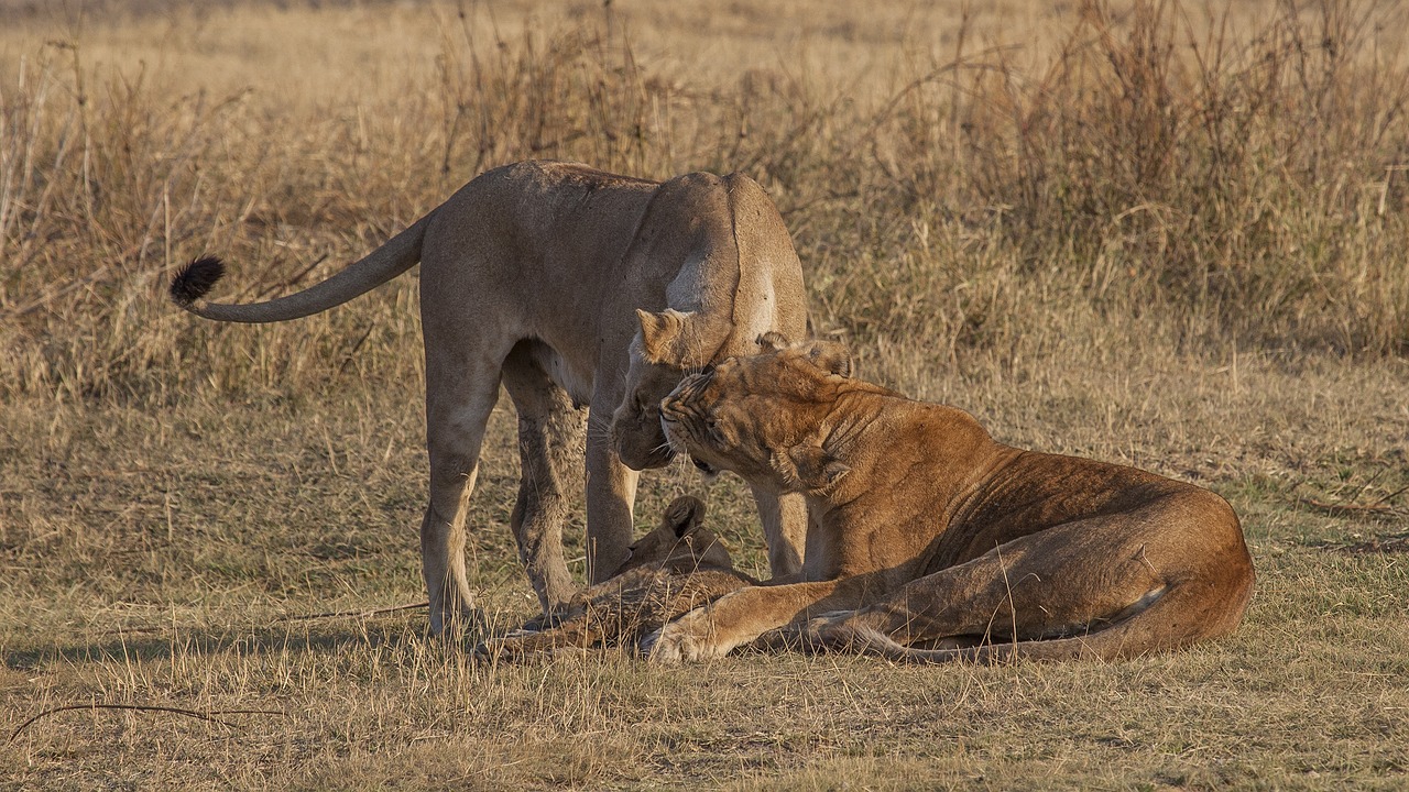 lion cub family free photo