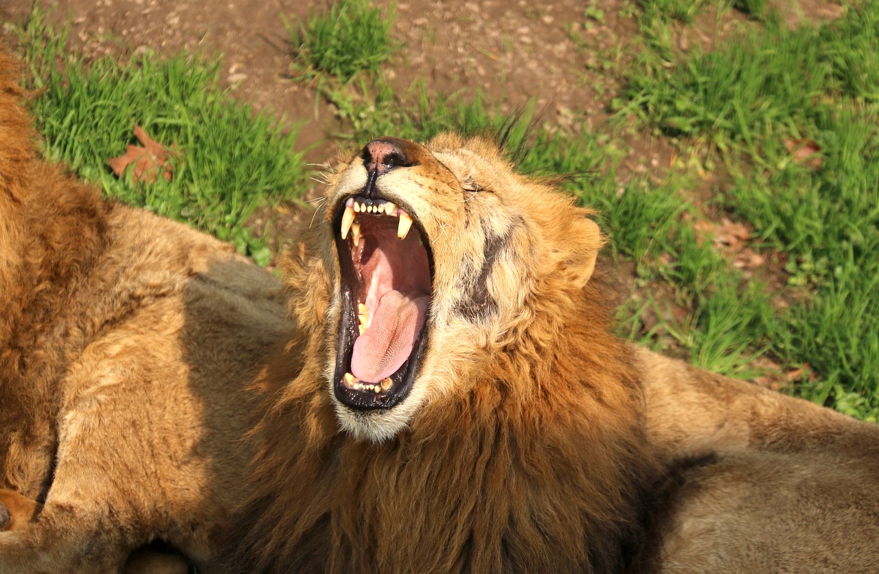 lion animal zoo free photo