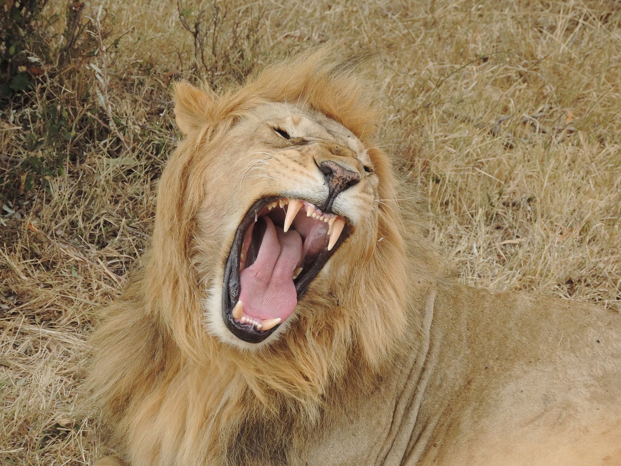 lion africa wild animal free photo
