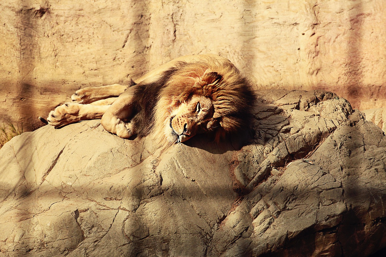 lion caged sleeping free photo