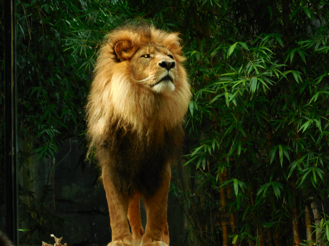 lion lion king animal free photo