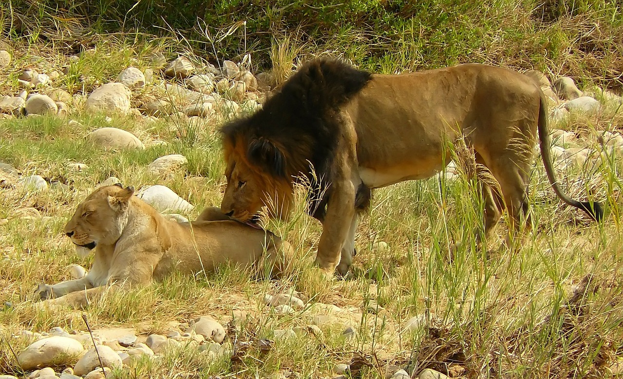 lion lioness safari free photo