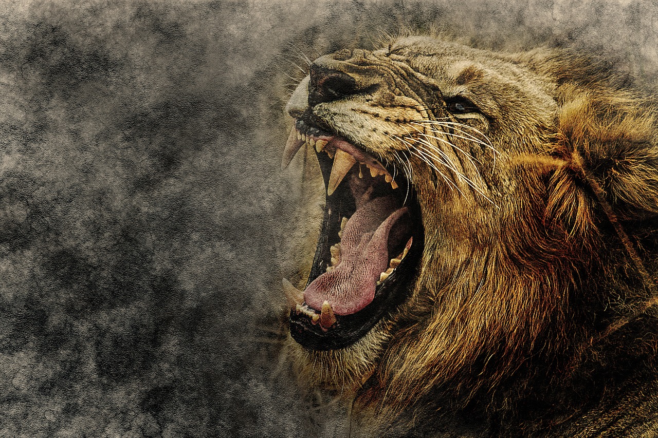 lion animal roar free photo