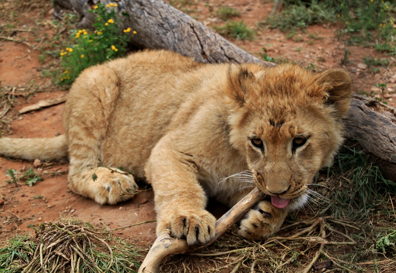 lion africa safari free photo