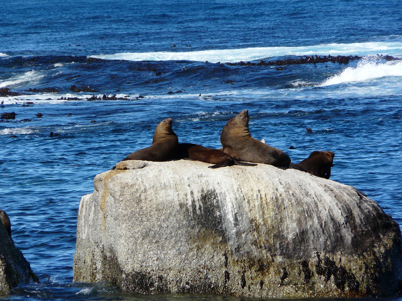 lion marine africa free photo