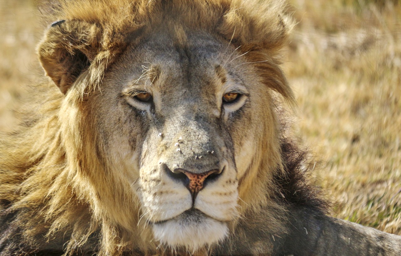 lion male africa free photo