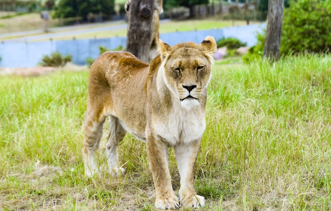 lion wildlife cat free photo