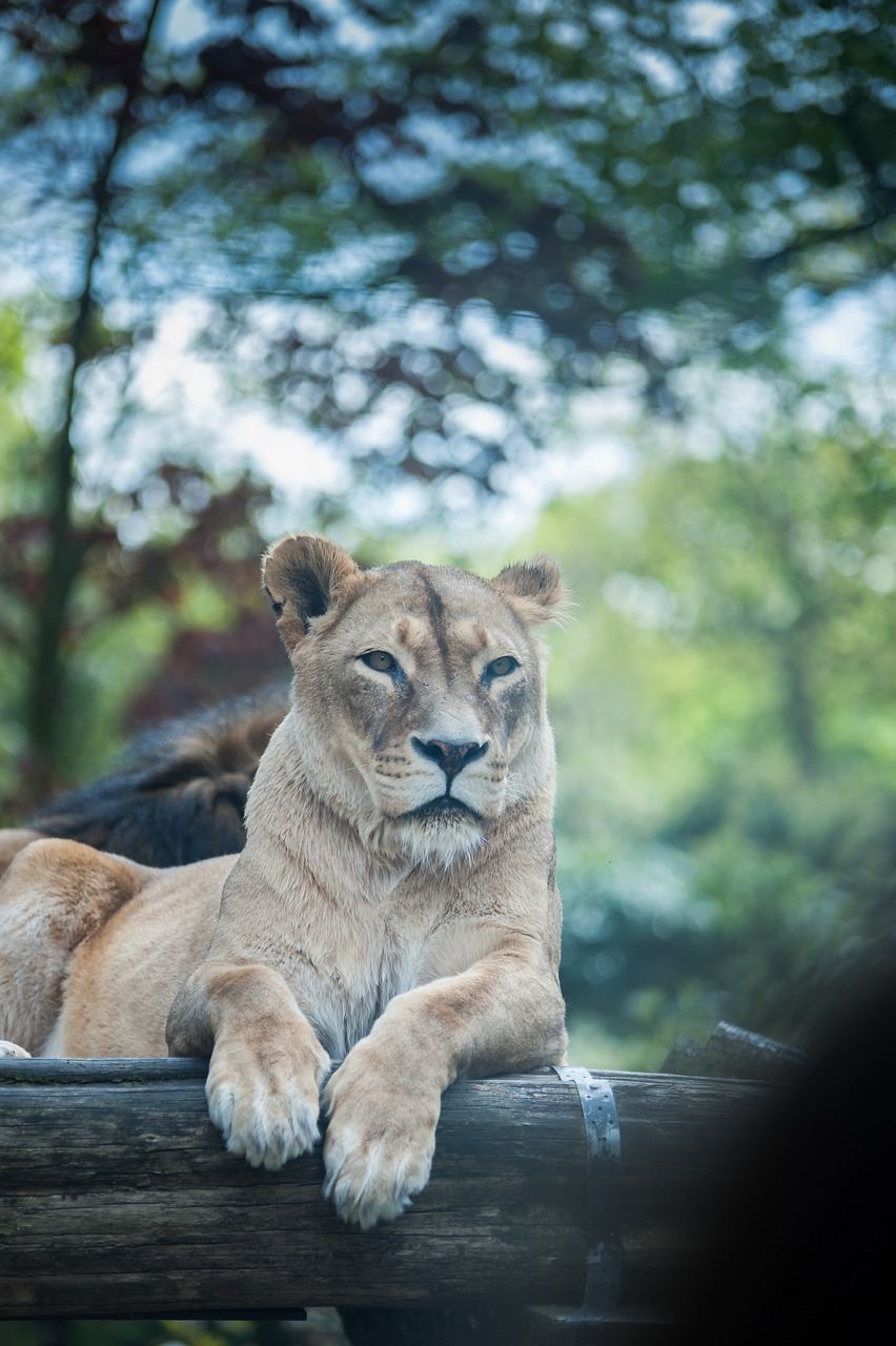 lion zoo duisburg free photo