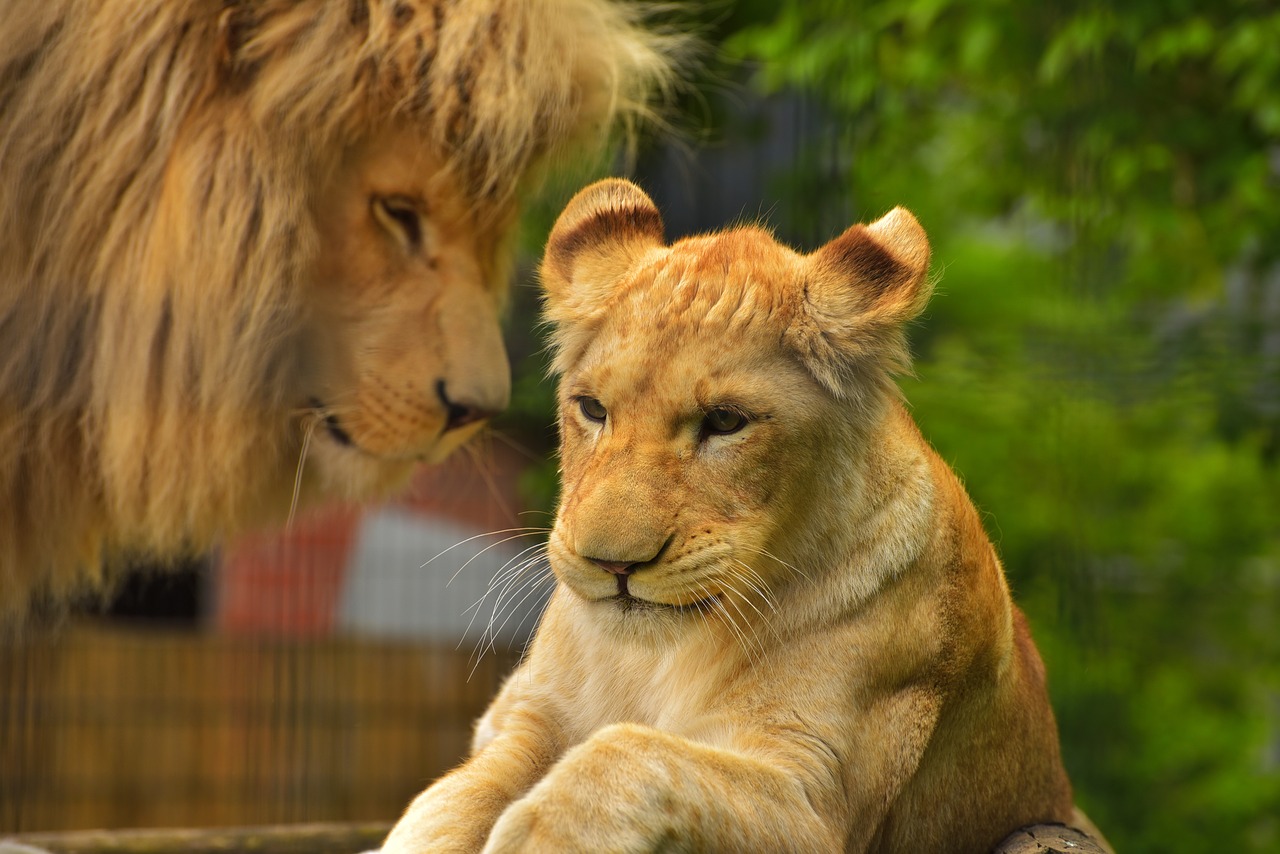 lion female predator free photo