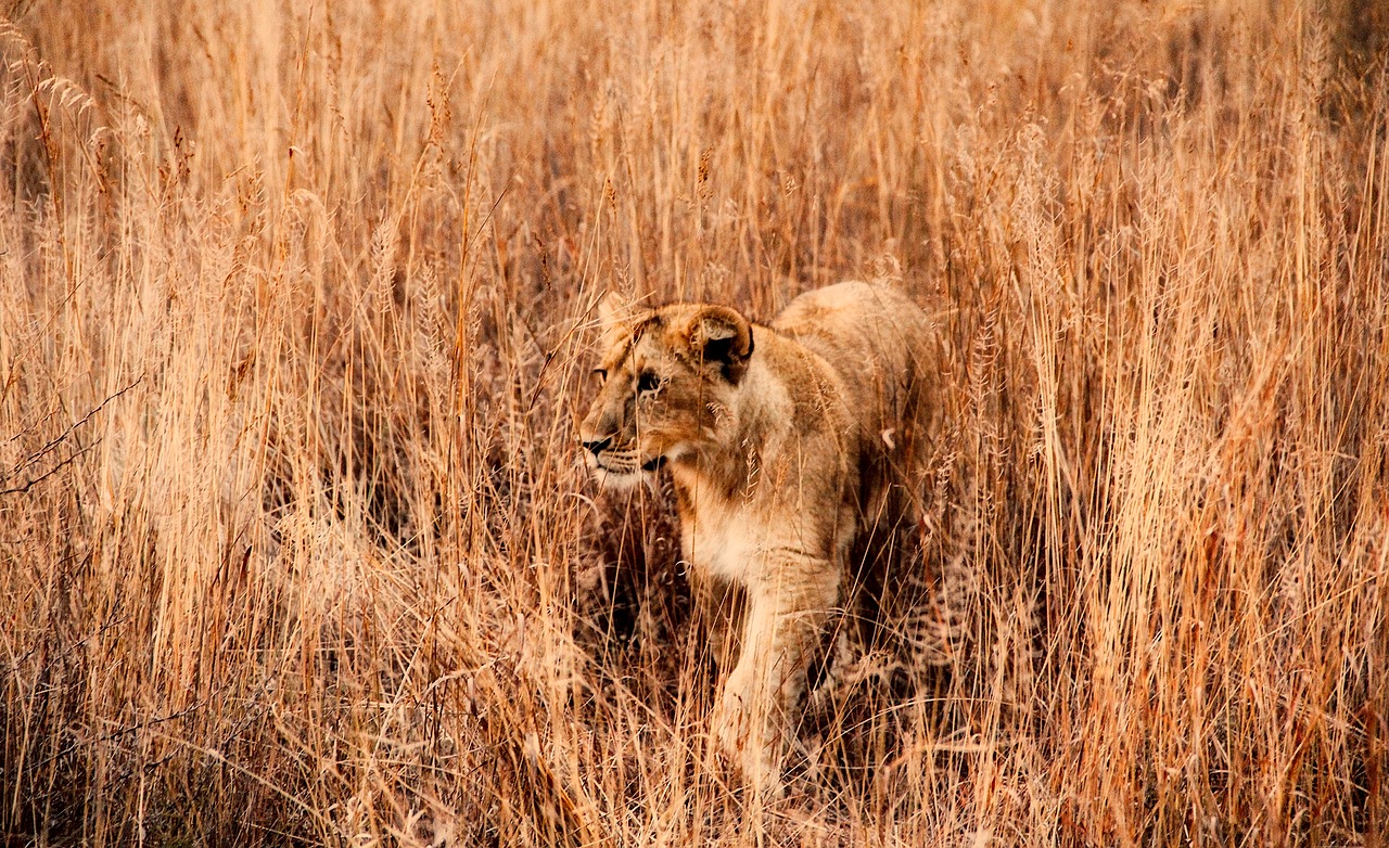 lion animal wildlife free photo