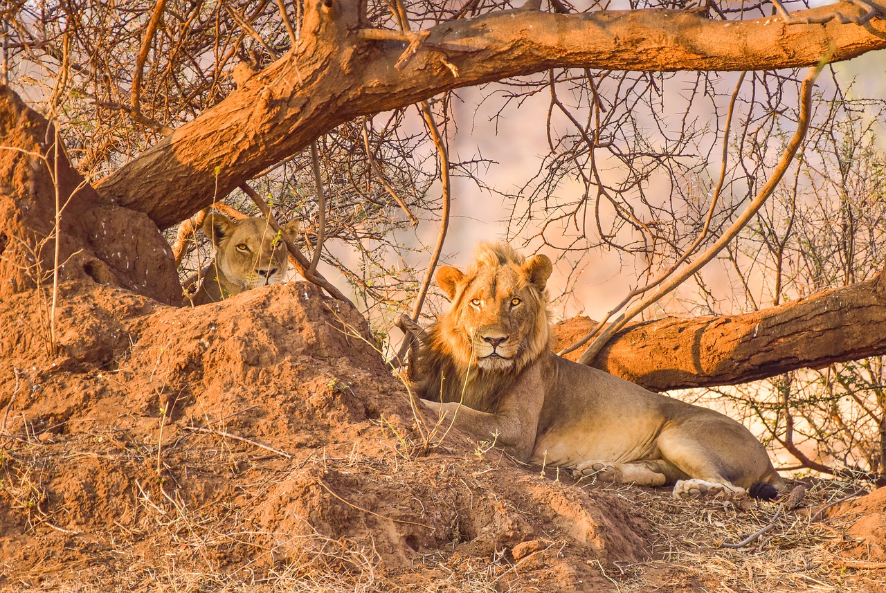 lion africa safari free photo