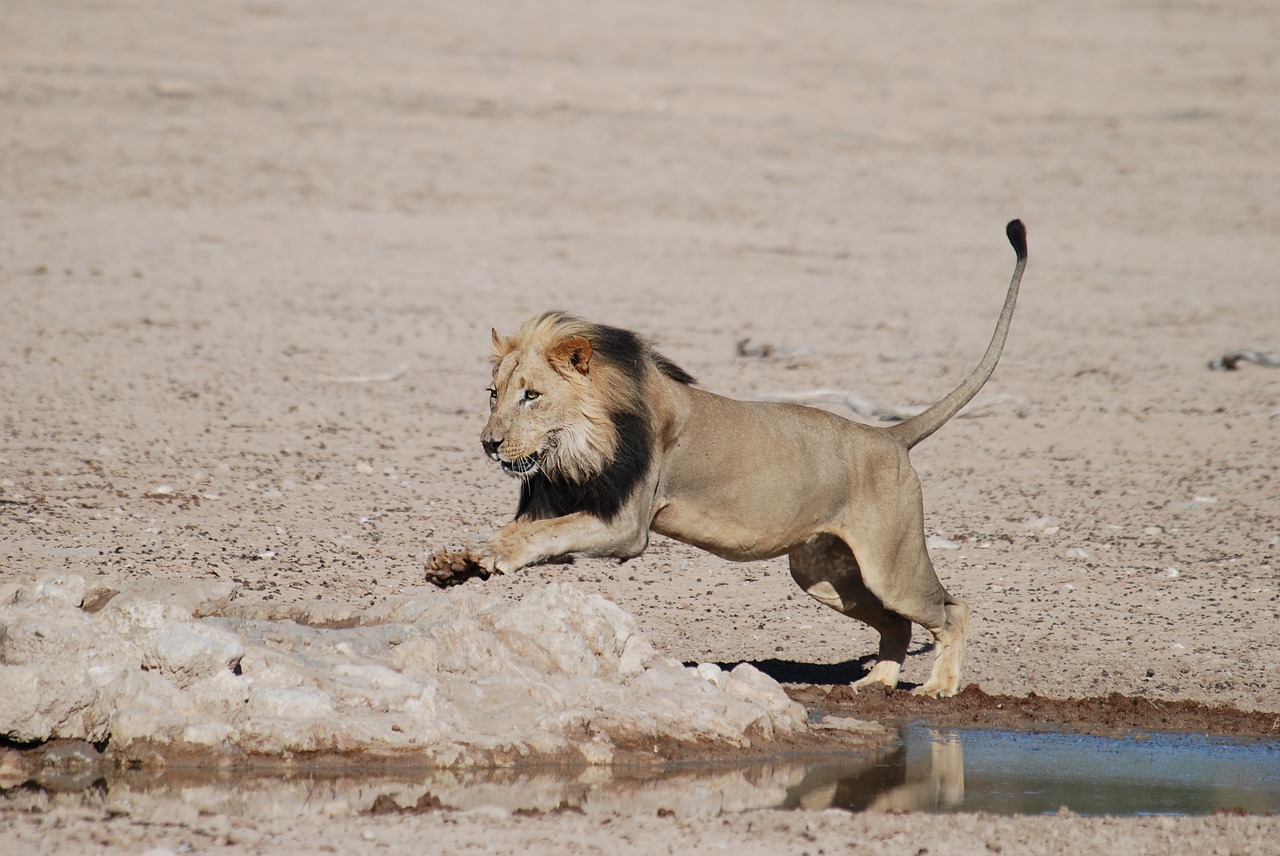 lion south africa safari free photo