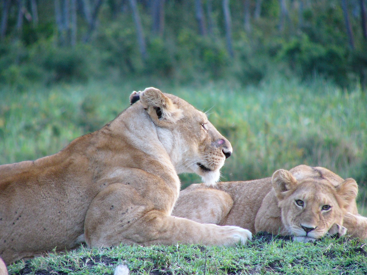 lion cub feline free photo