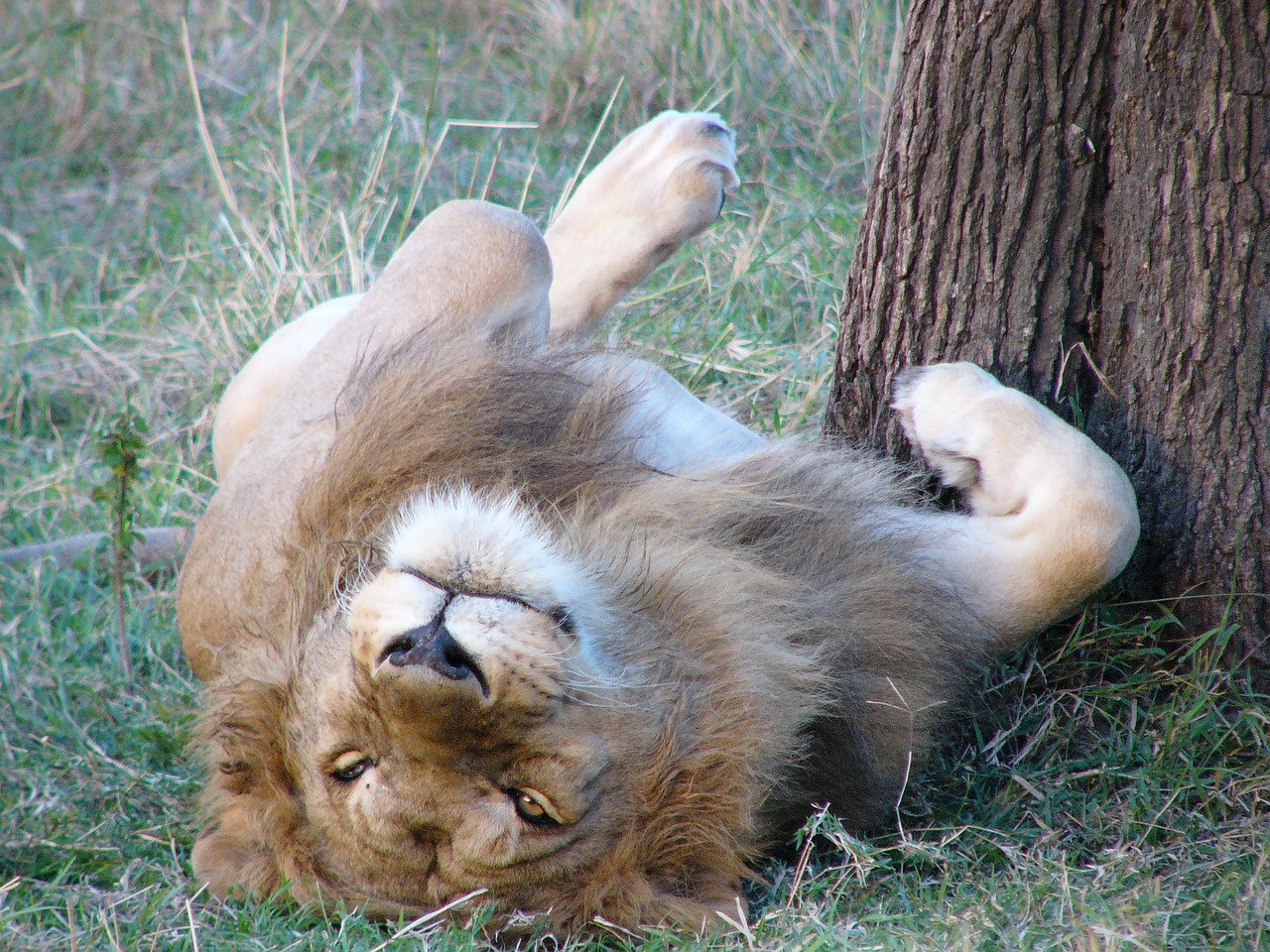 lion africa animal free photo